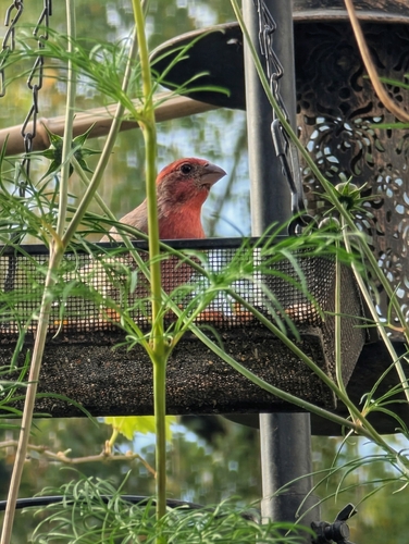 House Finch