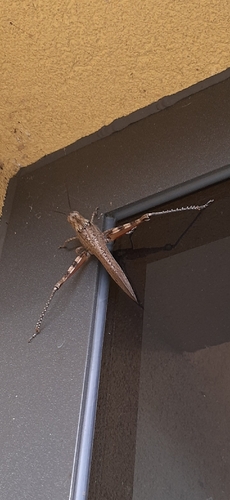 Egyptian Bird Grasshopper
