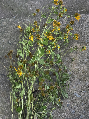 cutleaf coneflower