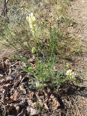 Oxytropis borealis viscida