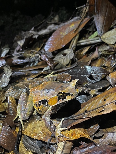 Kobayashi's Horned Frog