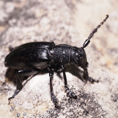 Dorcadion fuliginator