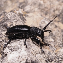 Dorcadion fuliginator