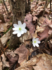 Hepatica acutiloba