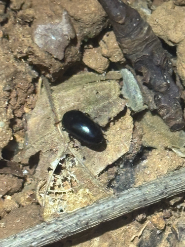 Aulacochilus observed 2026-10-10