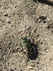 Cicindela decemnotata