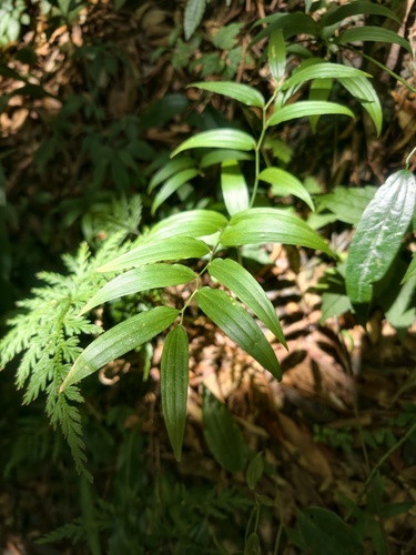 Disporum sessile observed 2026-09-22