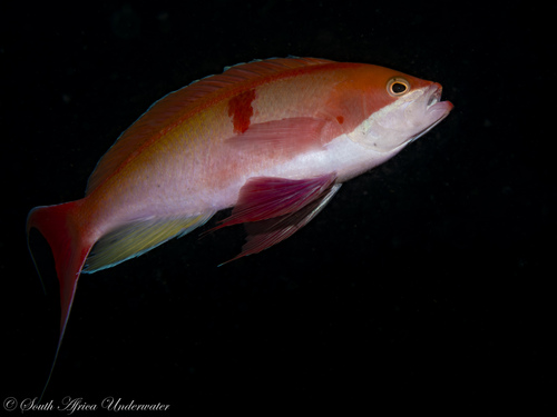 Pseudanthias cooperi observed 2026-10-10