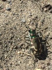 Cicindela decemnotata