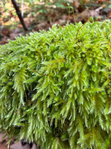 Homalothecium fulgescens observed 2026-10-09