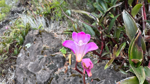 Dendrobium kingianum observed 2026-10-10