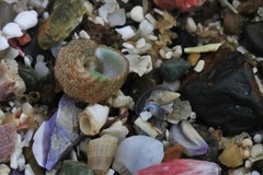 Eurytrochus strangei