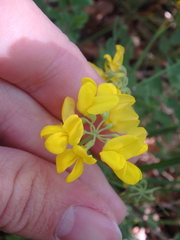 Coronilla coronata
