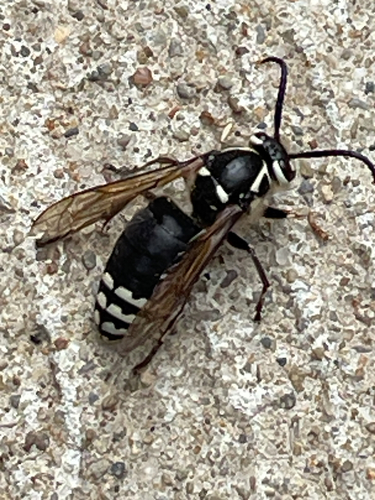 Bald-faced Hornet