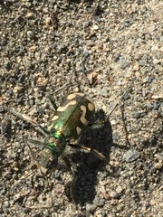 Cicindela decemnotata