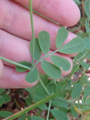 Coronilla coronata