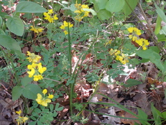 Coronilla coronata