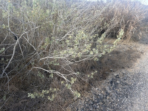 iNaturalist observation photo of Mallows, Rock Roses, and Allies