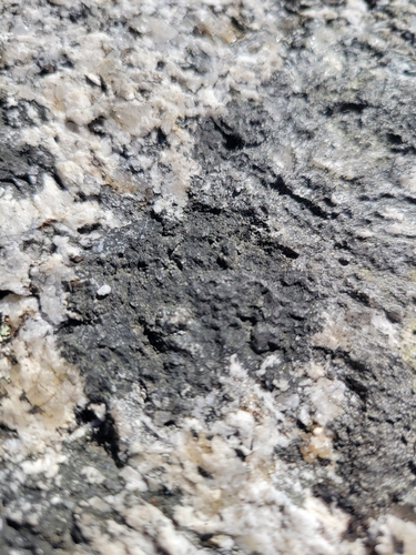 Hydropunctaria