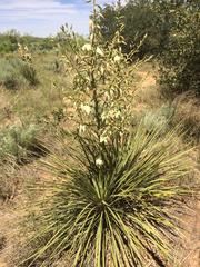 Yucca campestris