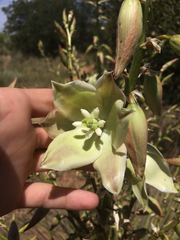 Yucca campestris