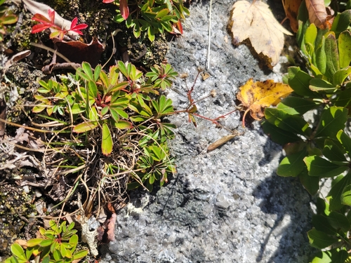 three-toothed cinquefoil