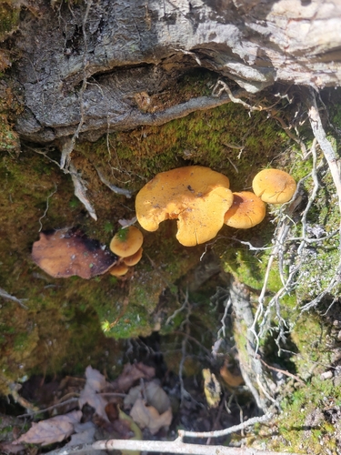 Fungi Including Lichens