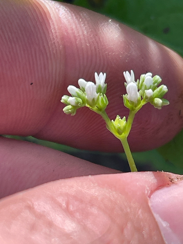 Mitreola petiolata observed 2026-10-10