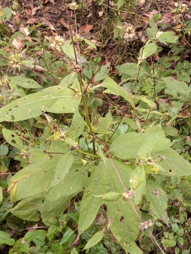 giant ragweed