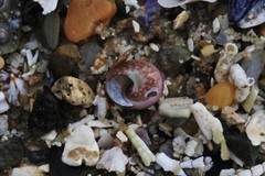 Cantharidella picturata