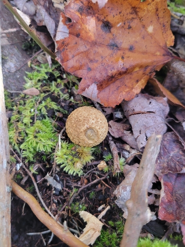 earthballs