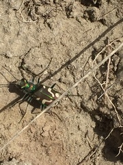 Cicindela decemnotata