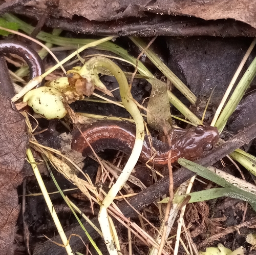 Eastern Red-backed Salamander