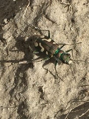 Cicindela decemnotata