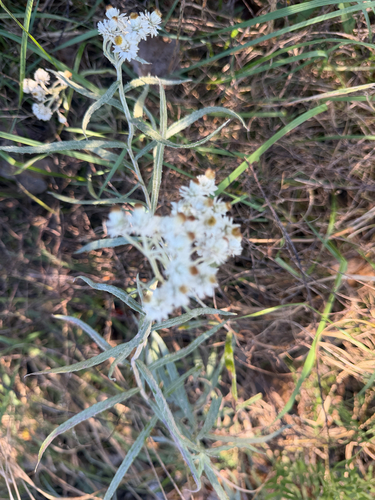 pearly everlasting