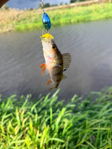 European Perch