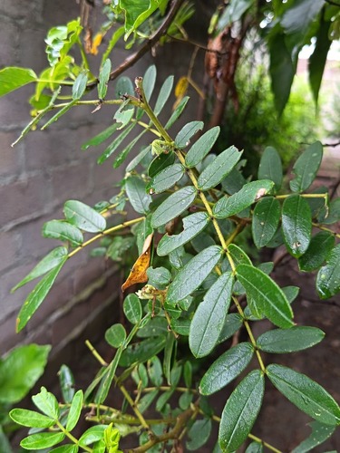 Senna multiglandulosa observed 2026-10-10