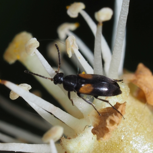 Anaspis fasciata, photo 2 of 10