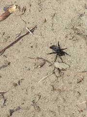 Cyrtopogon bimaculus