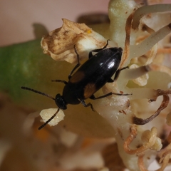Anaspis fasciata