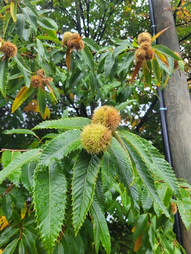 Sweet Chestnut