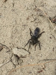Cyrtopogon bimaculus