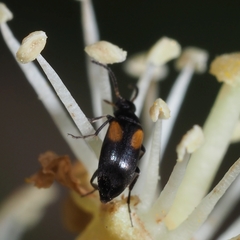 Anaspis fasciata