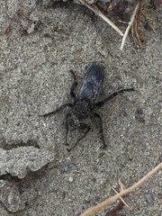 Cyrtopogon bimaculus