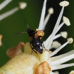 Anaspis fasciata
