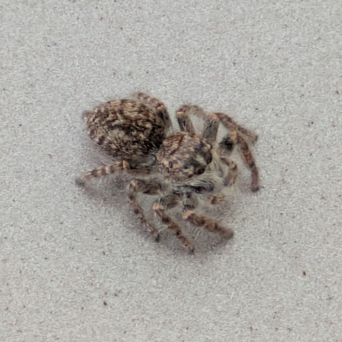 Red-bellied Jumping Spider