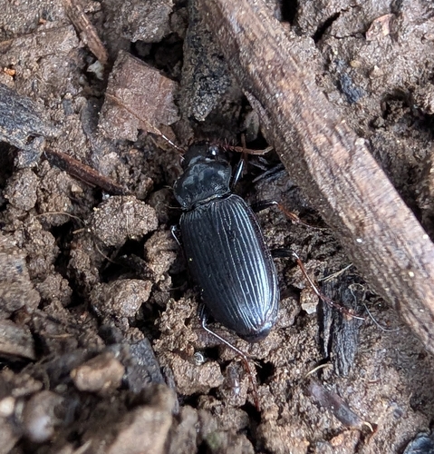 European Gazelle Beetle