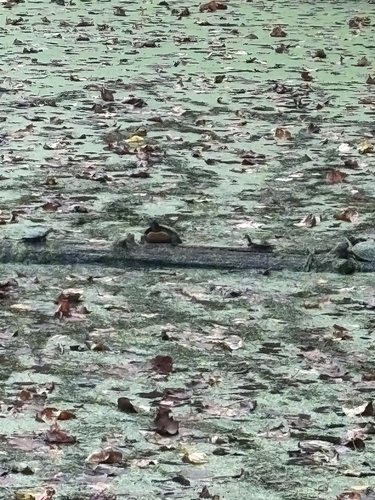 Painted Turtle