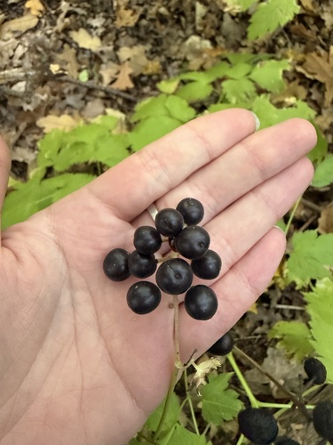 Eurasian baneberry