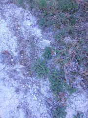Salvia ringens